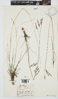 Bromus speciosus image