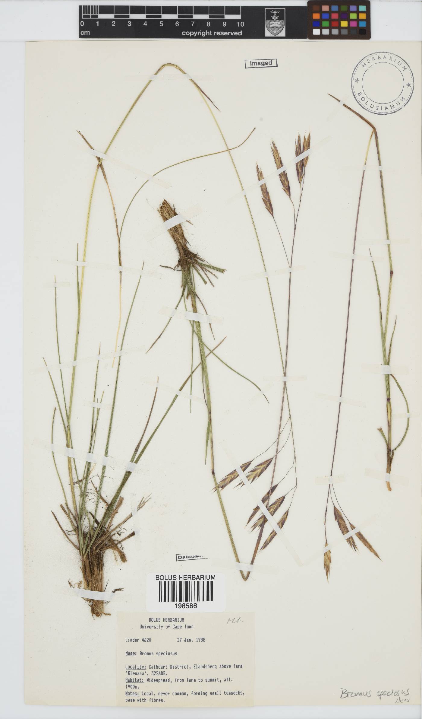Bromus speciosus image