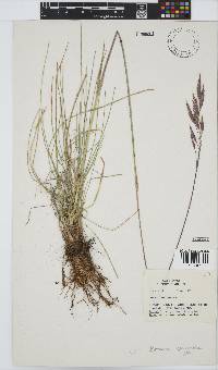 Bromus speciosus image