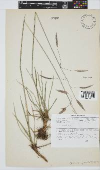 Bromus speciosus image