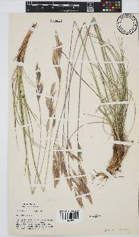 Bromus speciosus image