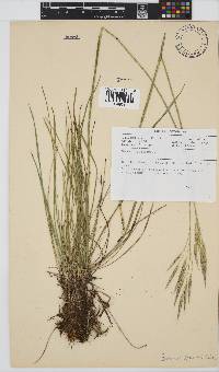 Bromus speciosus image