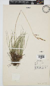 Bromus speciosus image