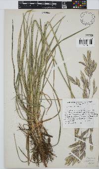 Bromus natalensis image