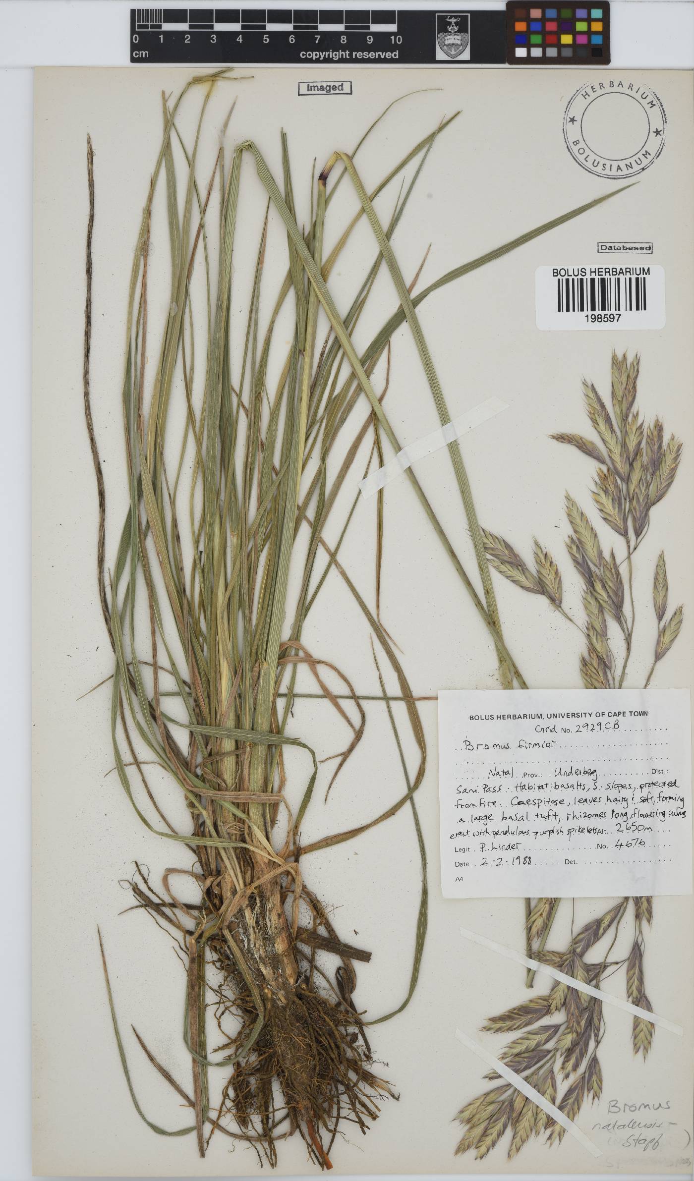 Bromus natalensis image