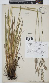 Bromus natalensis image