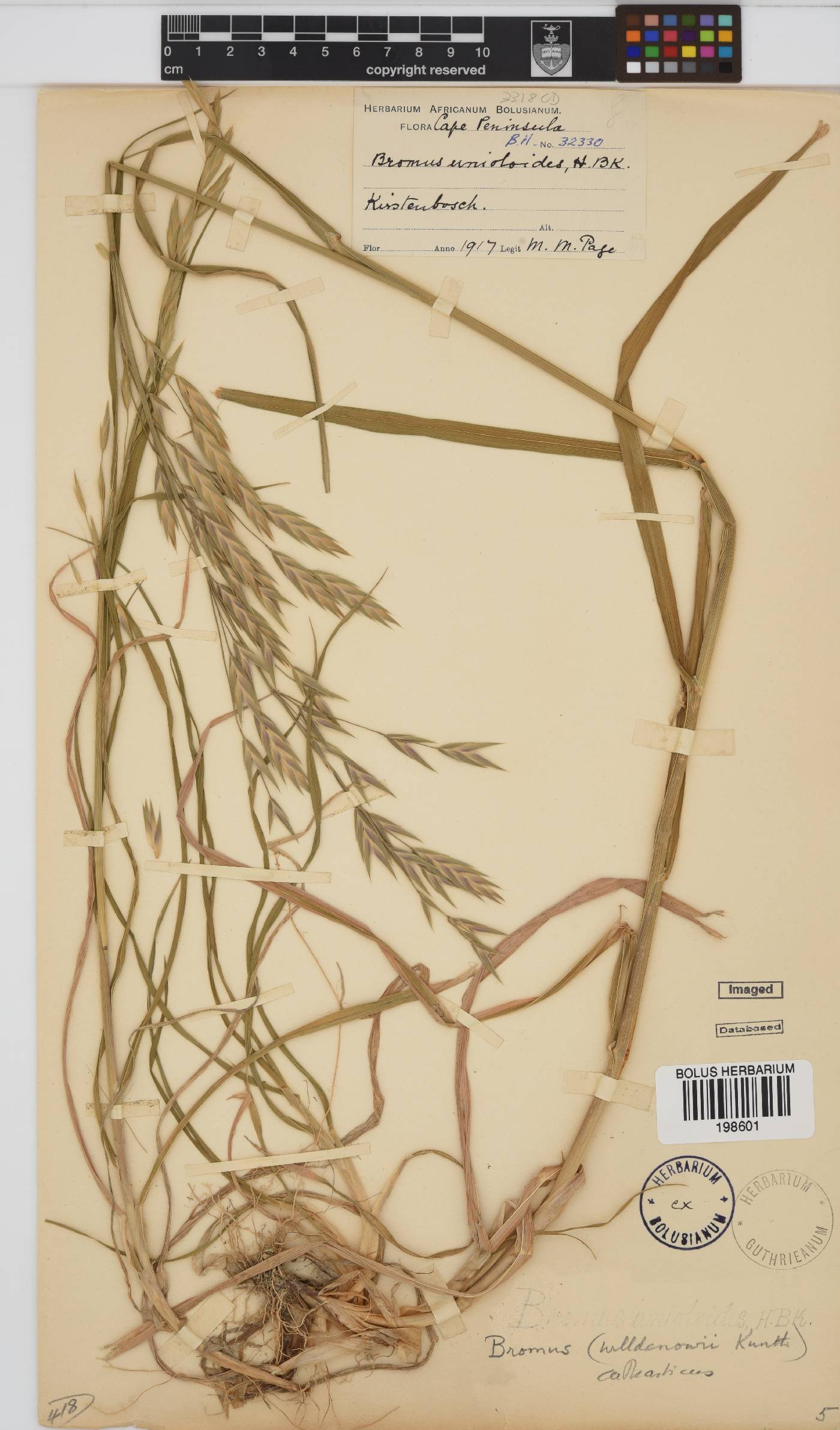 Bromus catharticus image