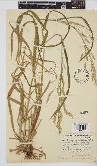 Bromus catharticus image