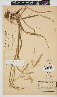 Bromus catharticus image