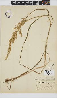 Bromus catharticus image