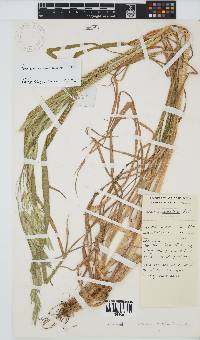 Bromus catharticus image