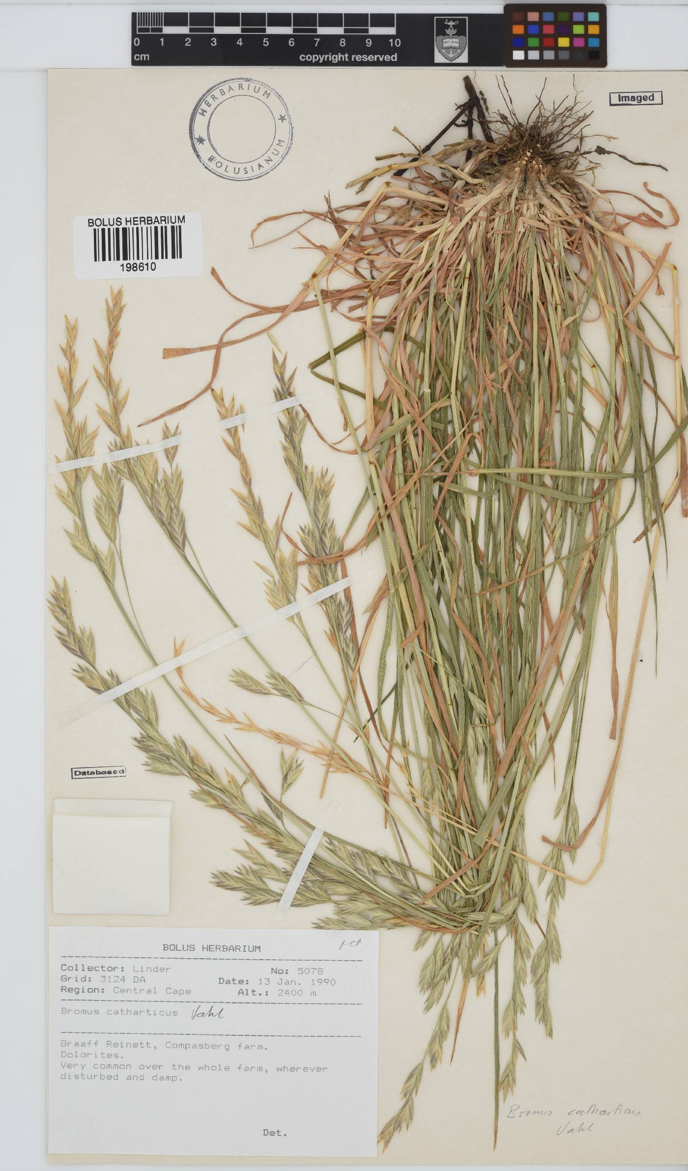 Bromus image