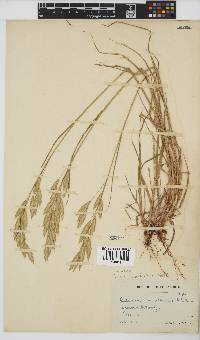 Bromus catharticus image