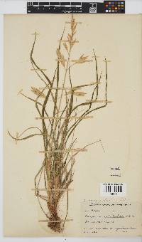 Bromus catharticus image