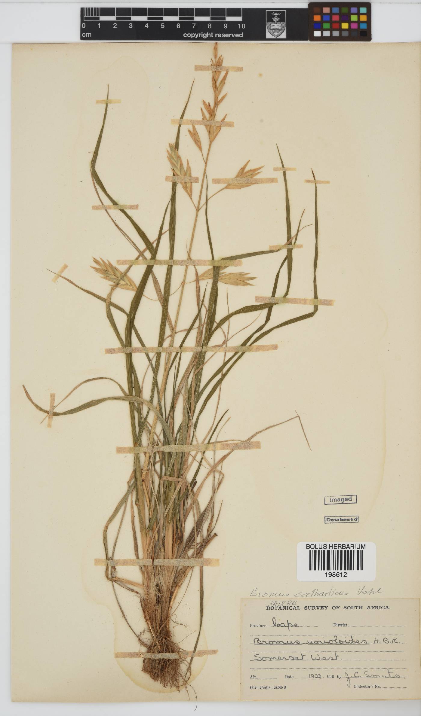 Bromus catharticus image