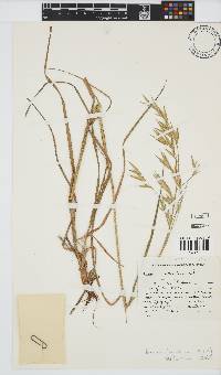 Bromus catharticus image