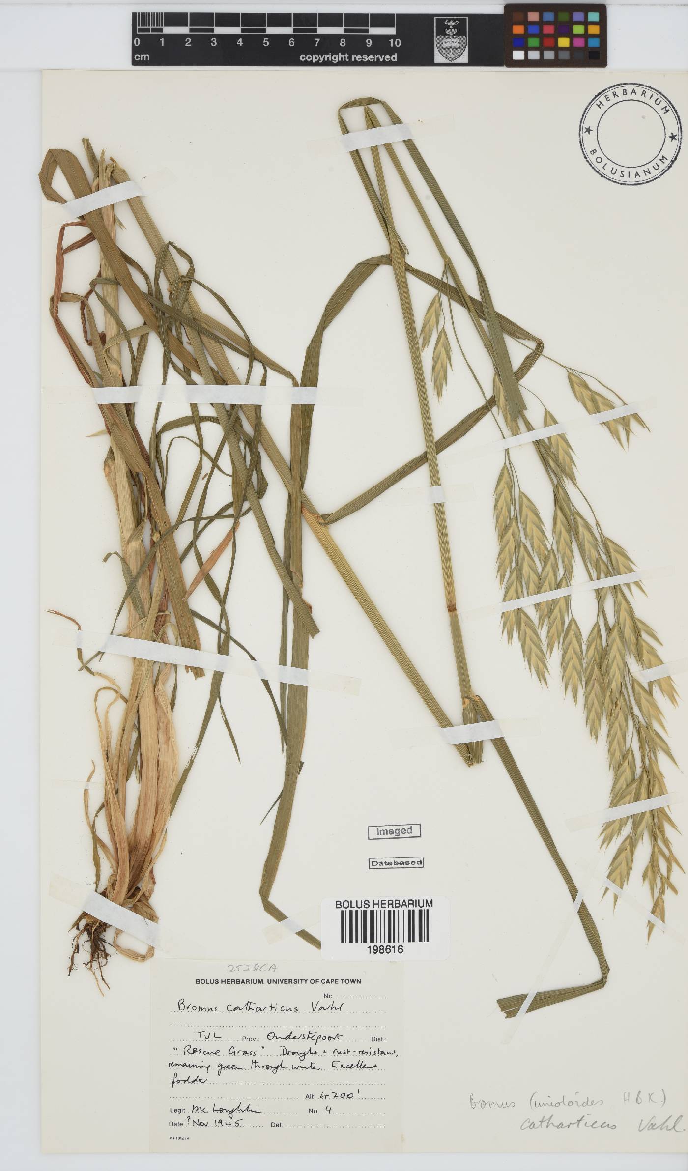 Bromus catharticus image