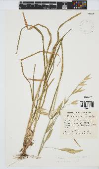 Bromus catharticus image