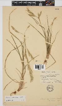 Bromus catharticus image