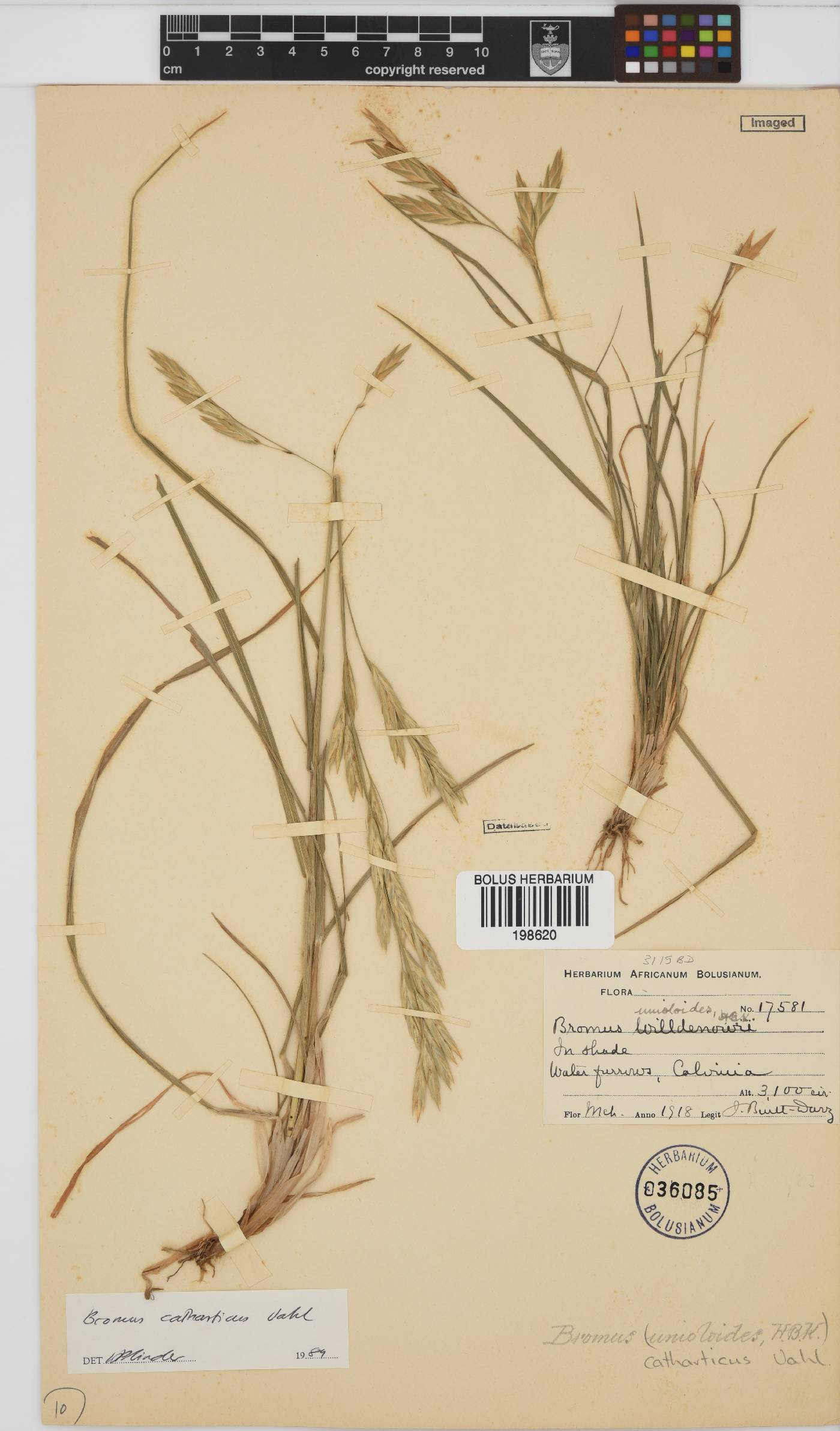 Bromus catharticus image