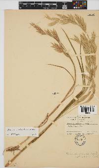 Bromus catharticus image