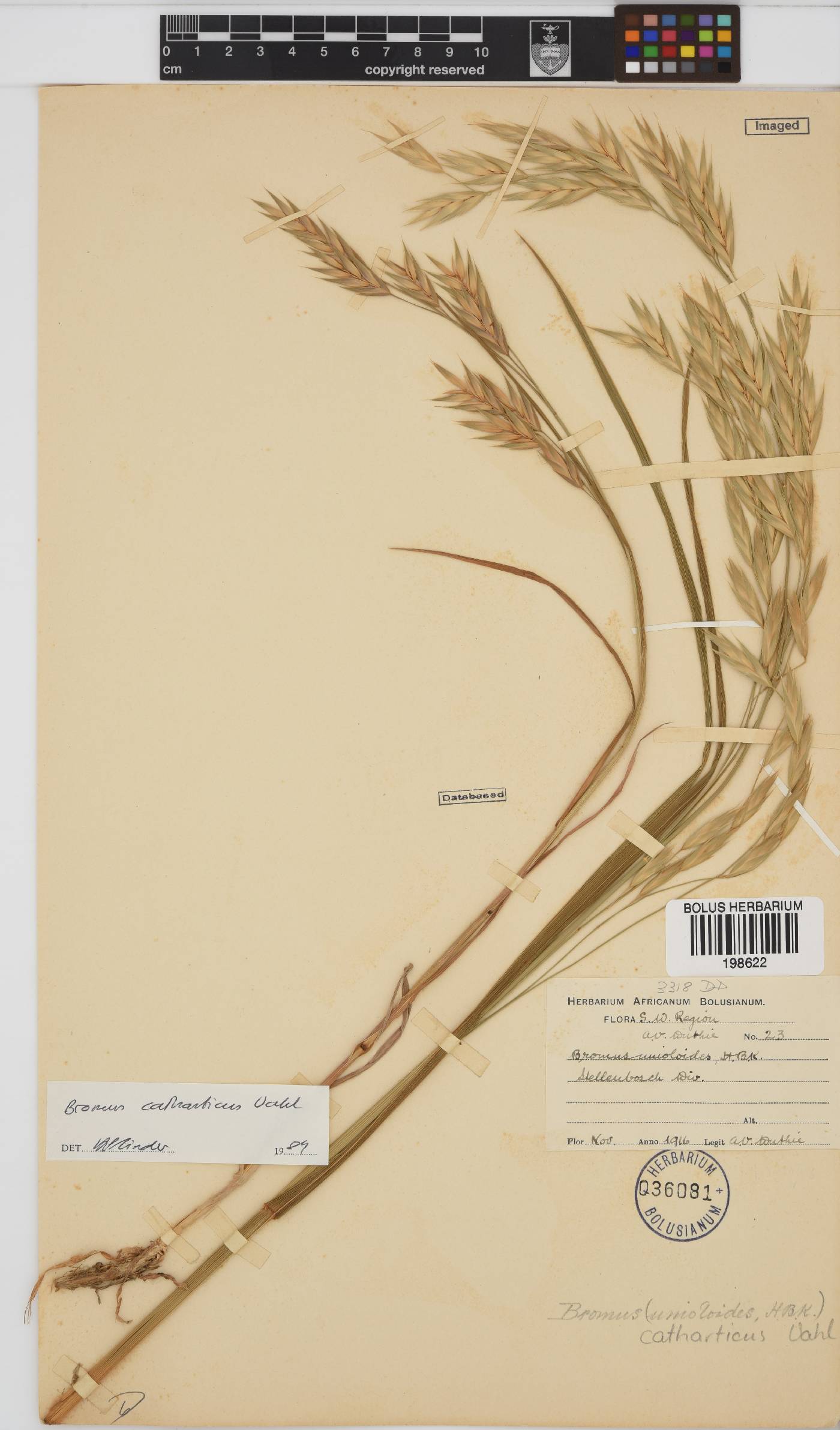 Bromus catharticus image