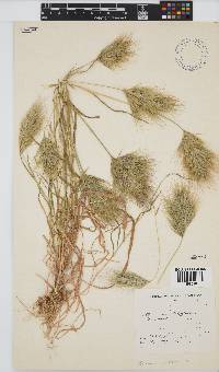 Bromus rubens image