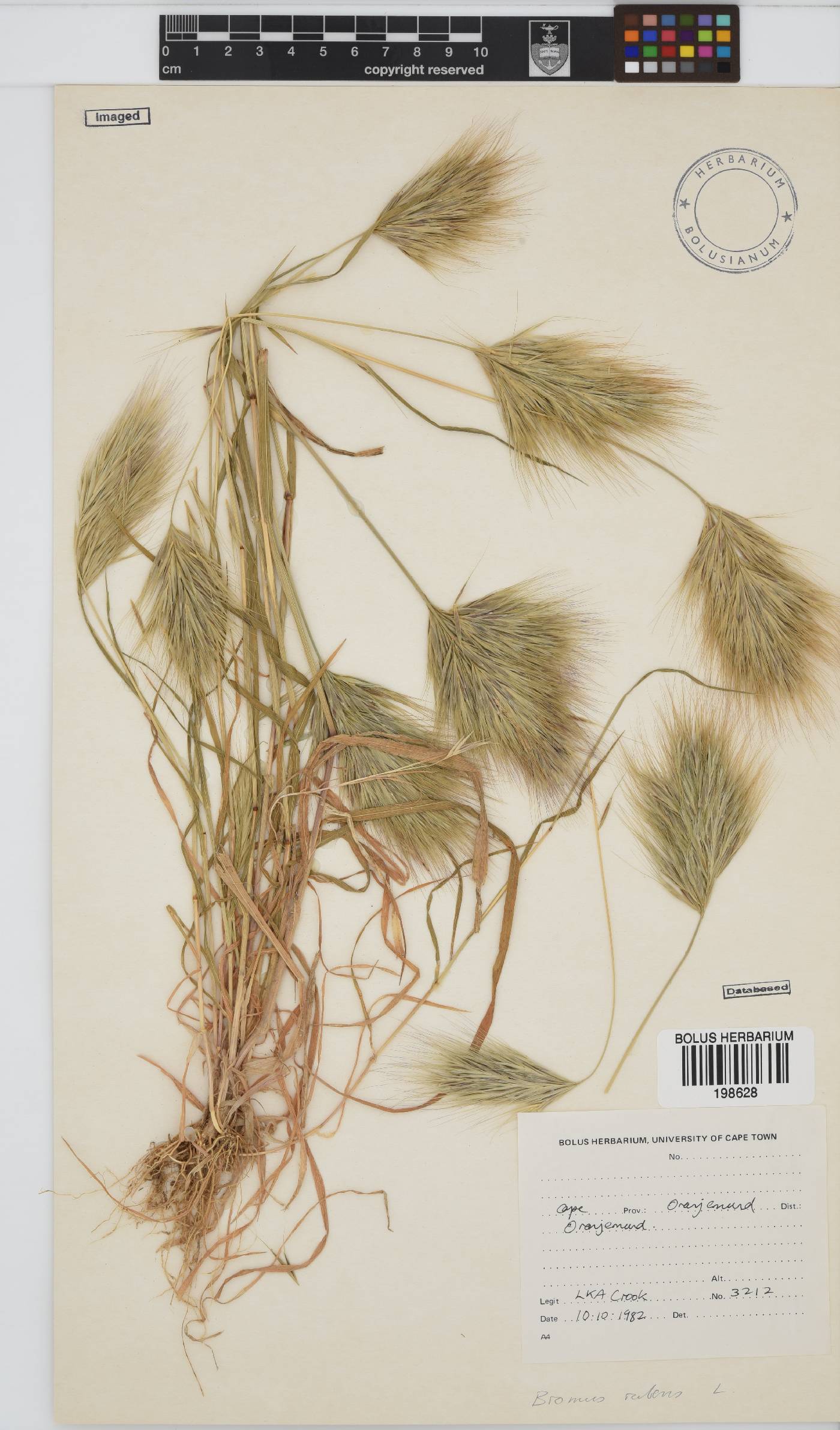 Bromus image