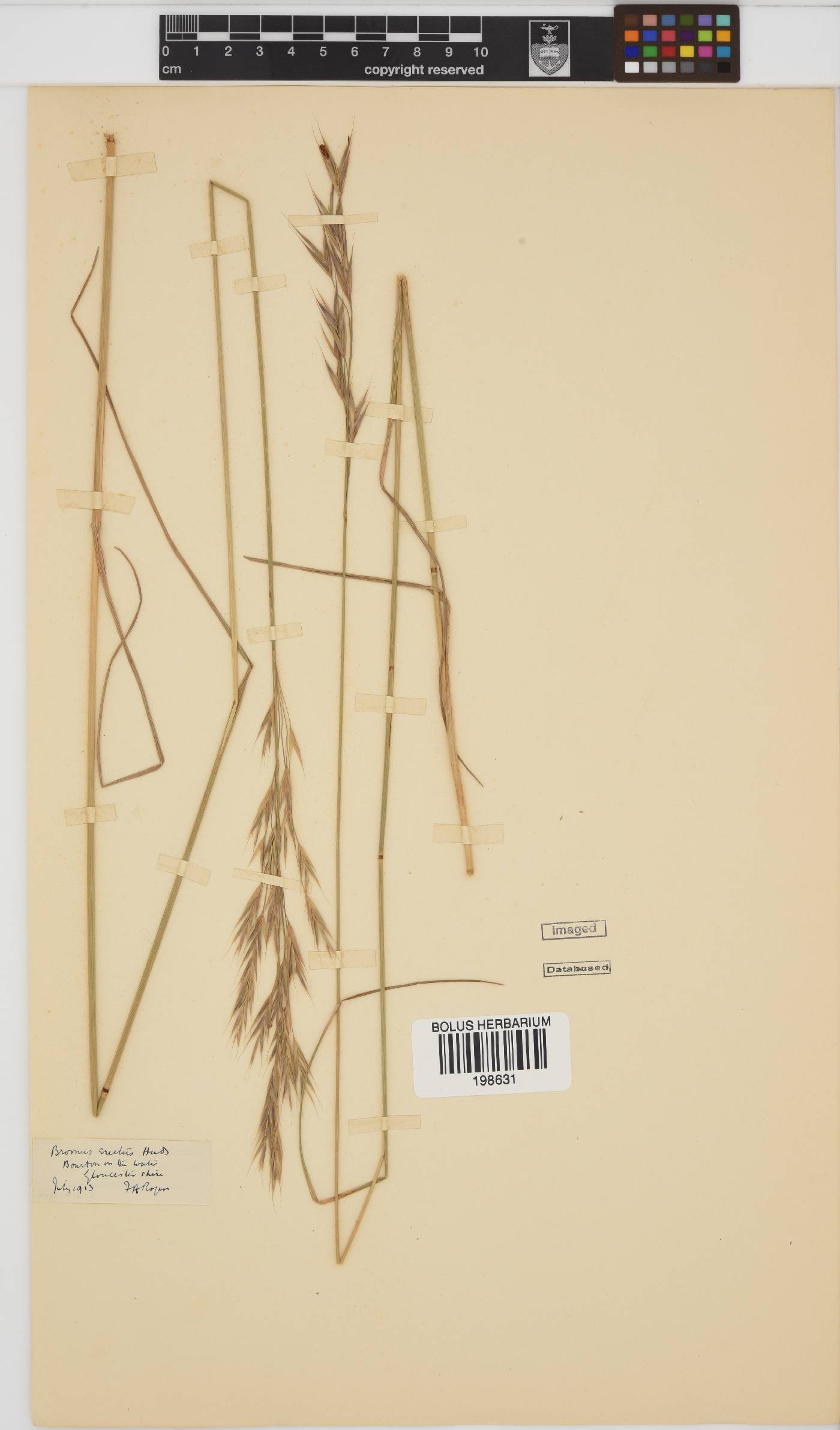 Bromus erectus image