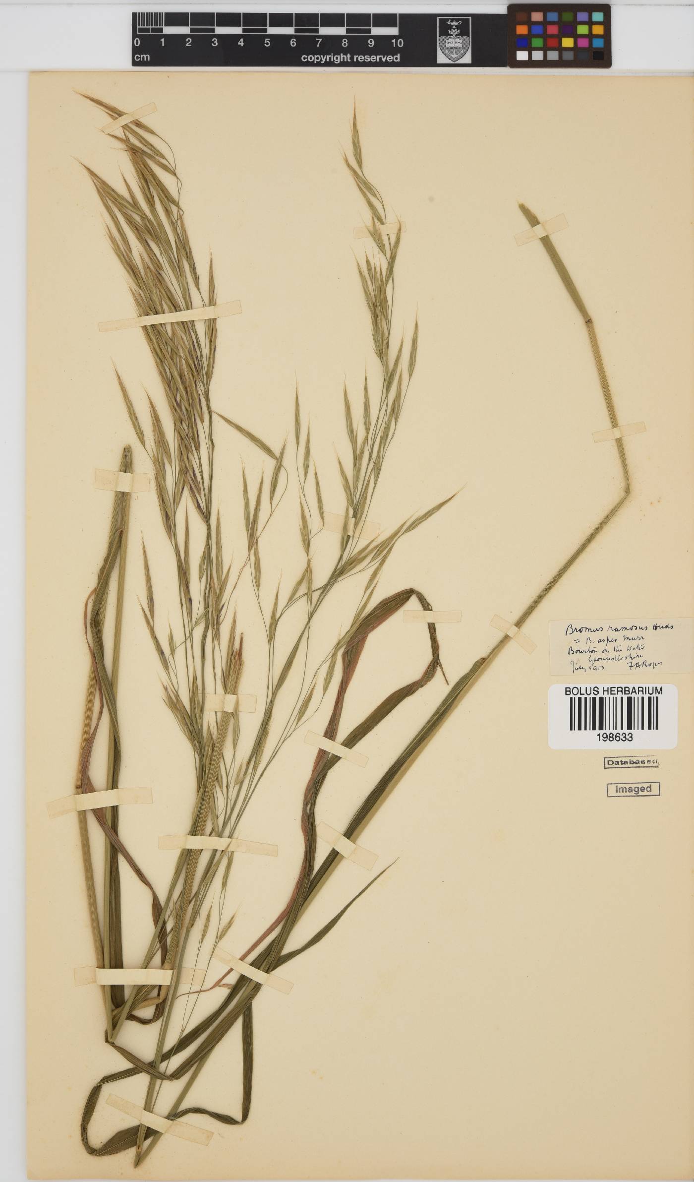 Bromus ramosus image