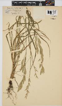 Bromus catharticus image