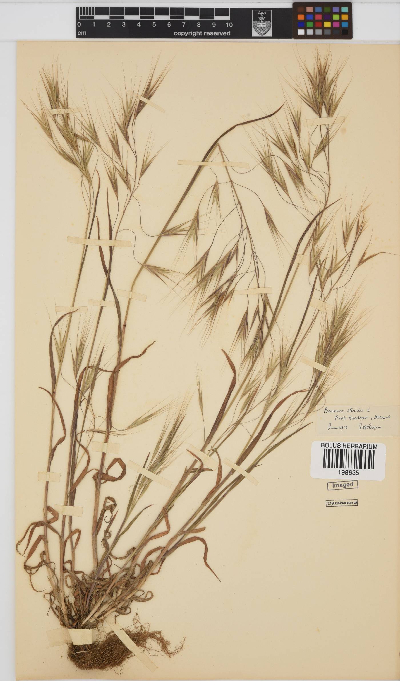 Bromus sterilis image