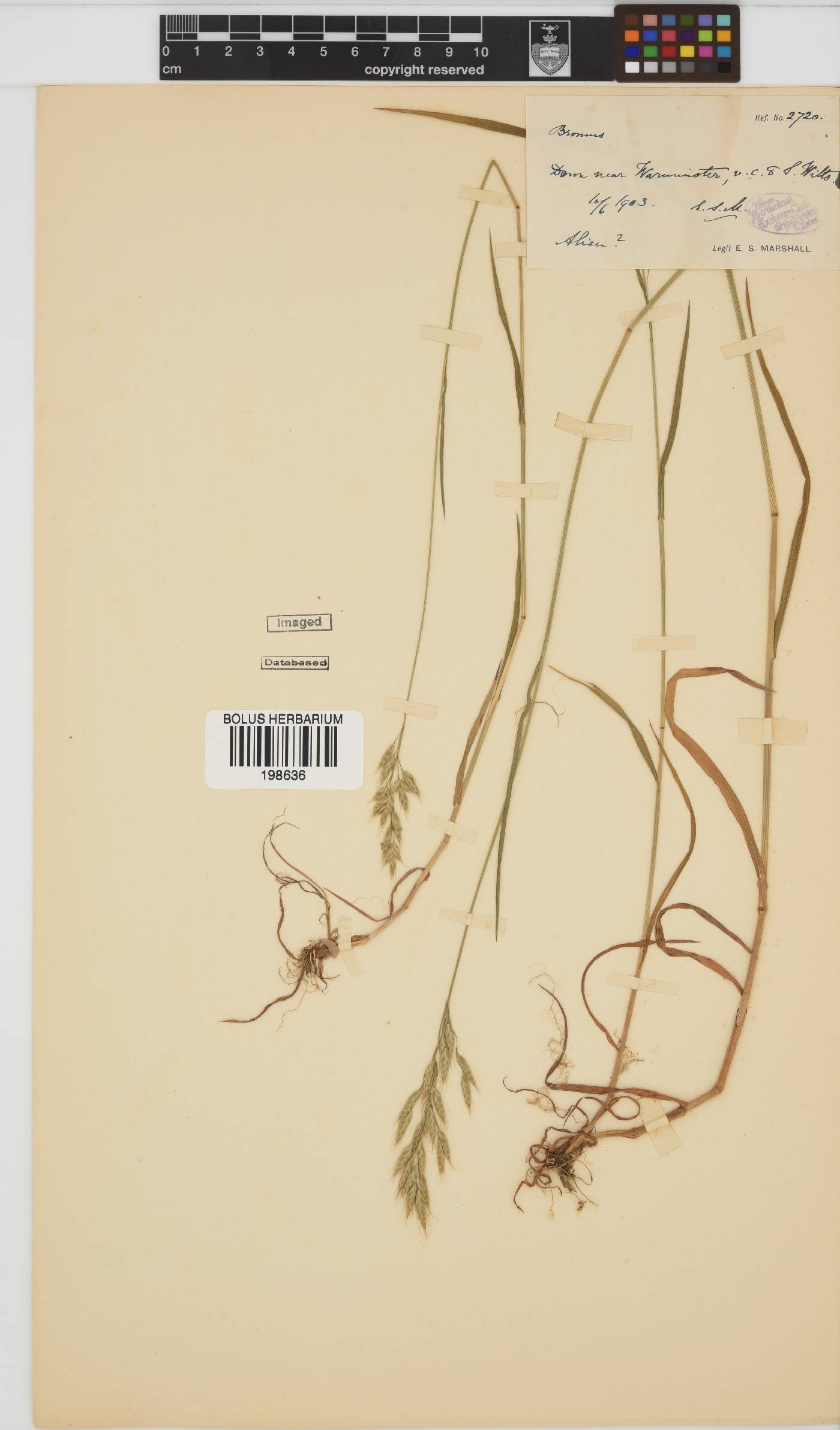 Bromus image