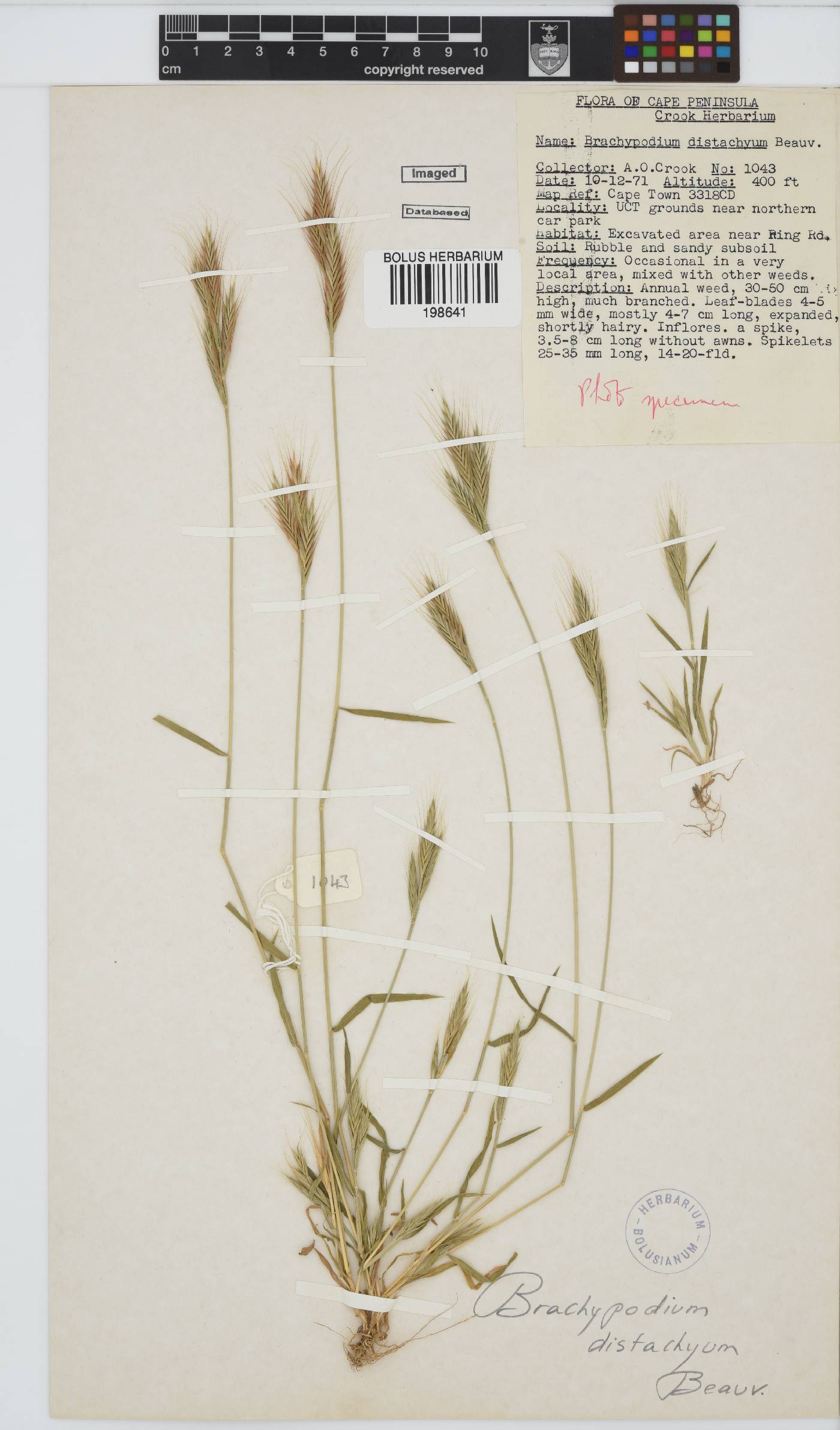 Brachypodium distachyon image