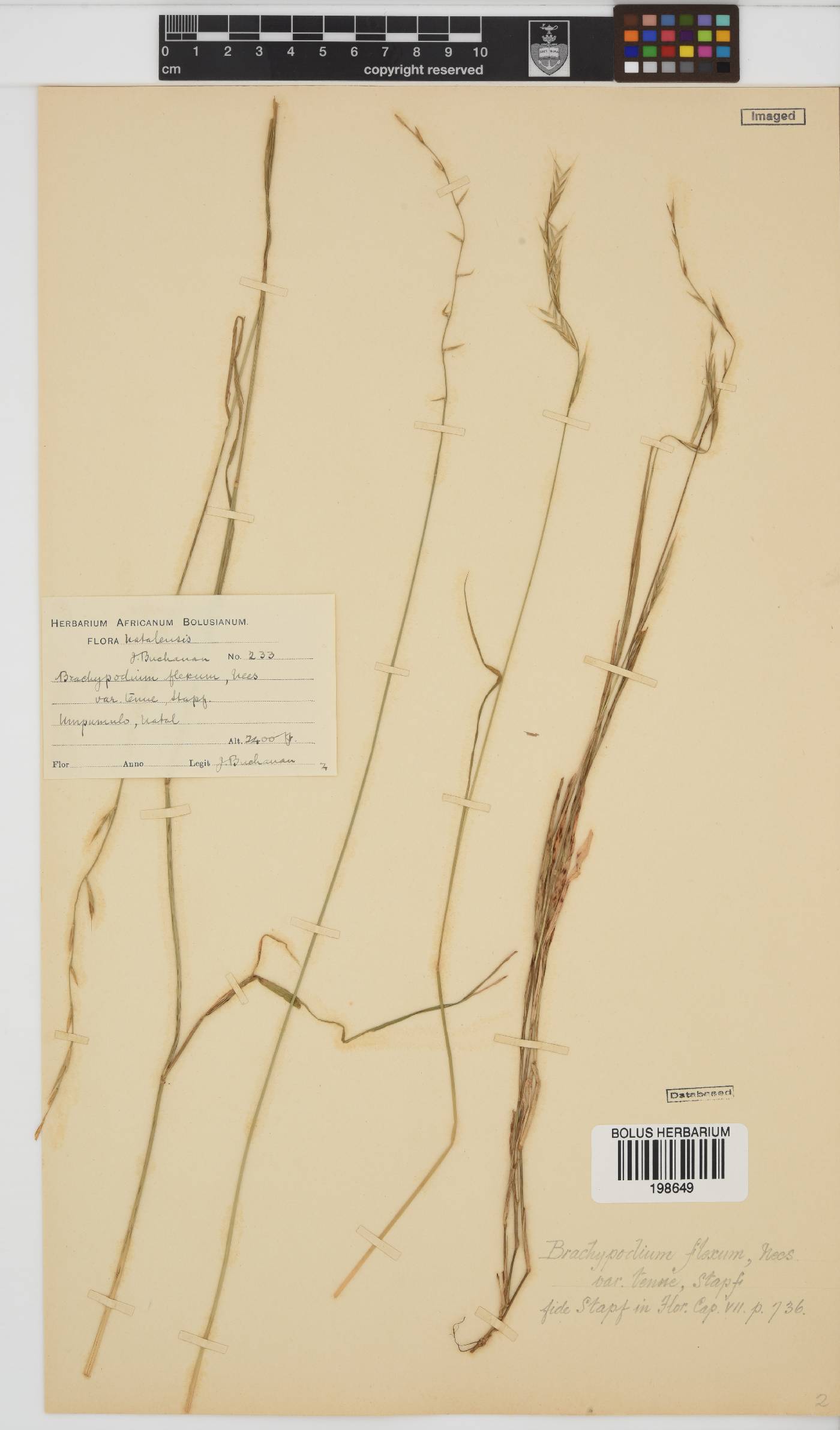 Brachypodium image