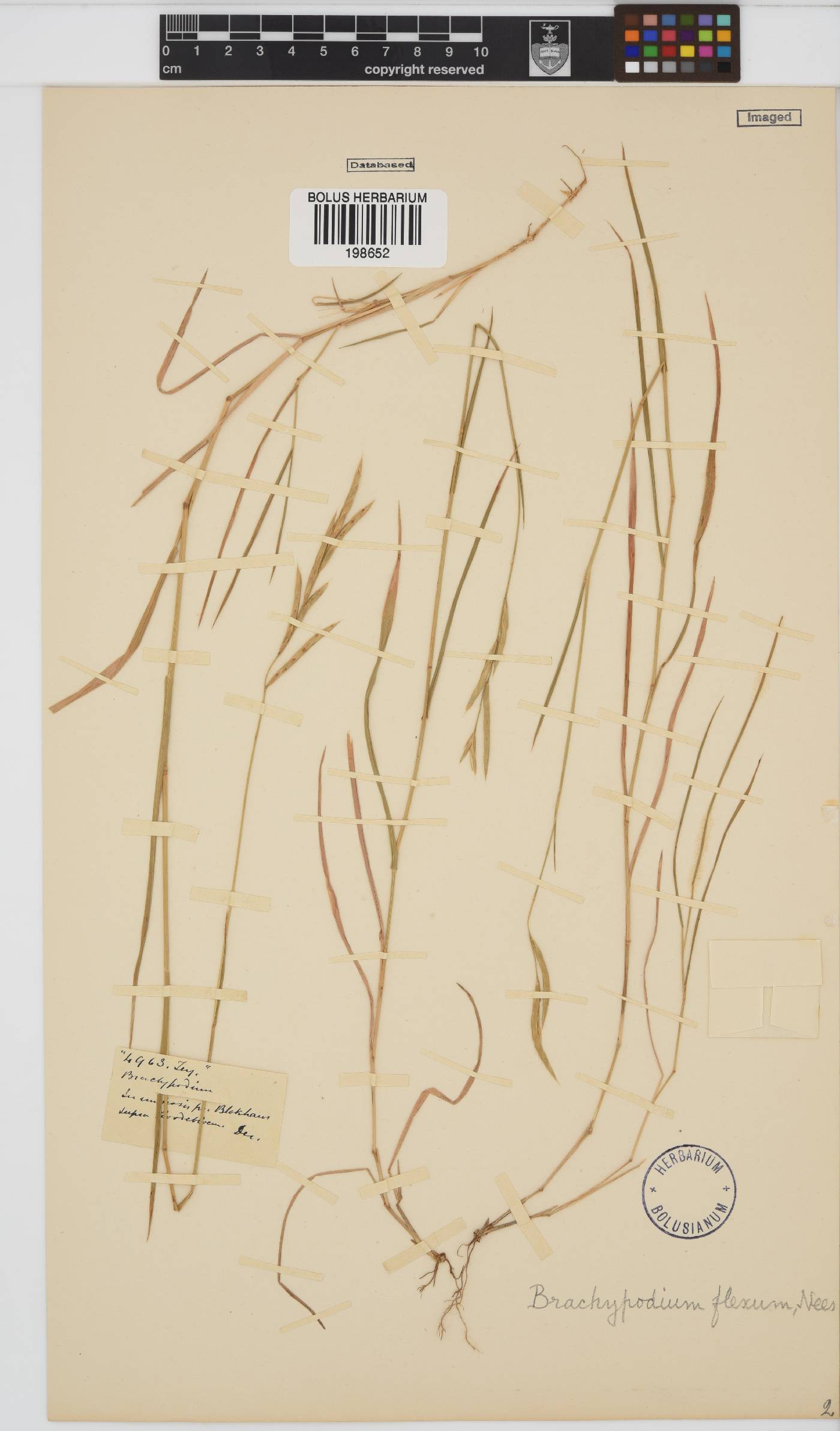 Brachypodium image