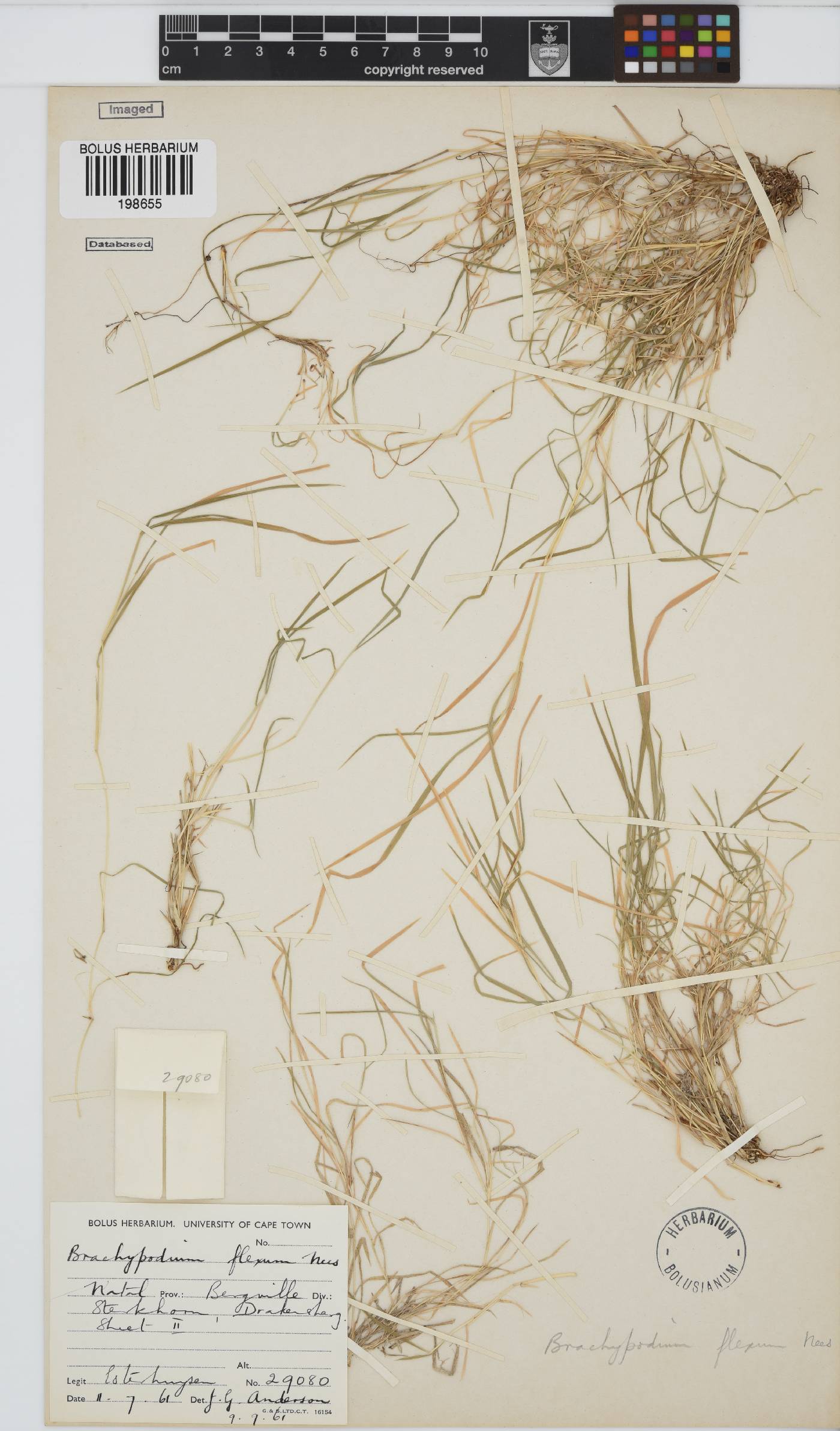 Brachypodium flexum image