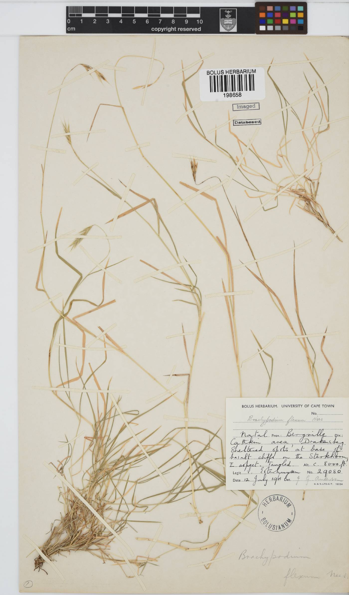 Brachypodium image