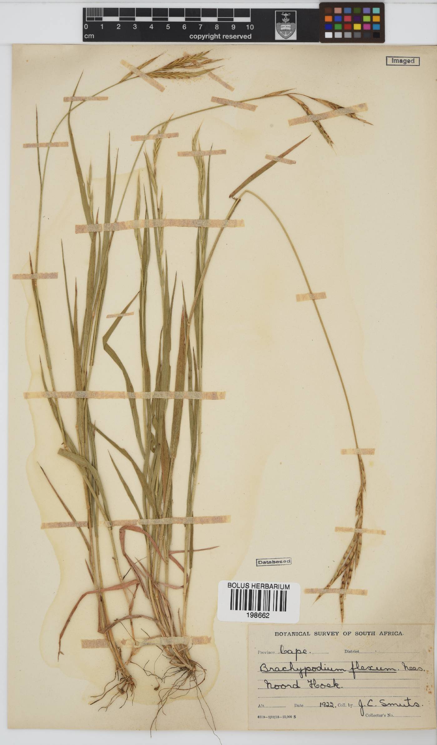 Brachypodium flexum image