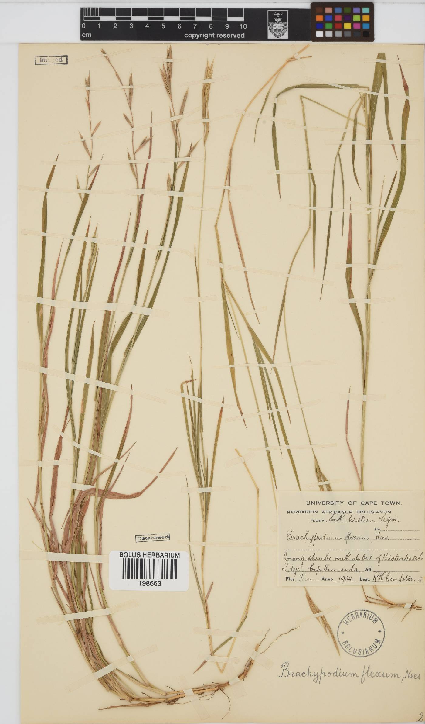 Brachypodium flexum image