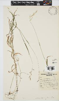 Brachypodium flexum image