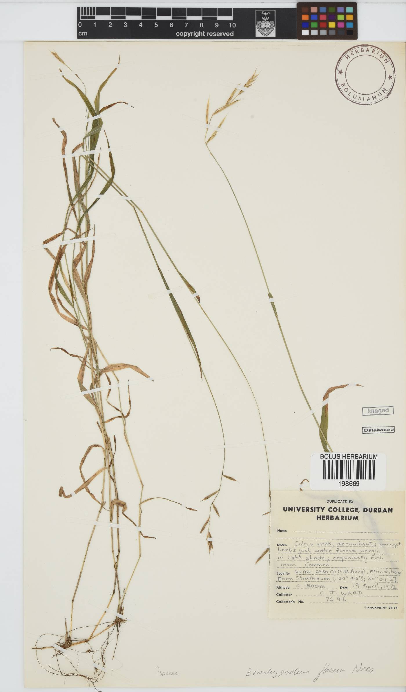 Brachypodium flexum image