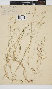 Brachypodium flexum image