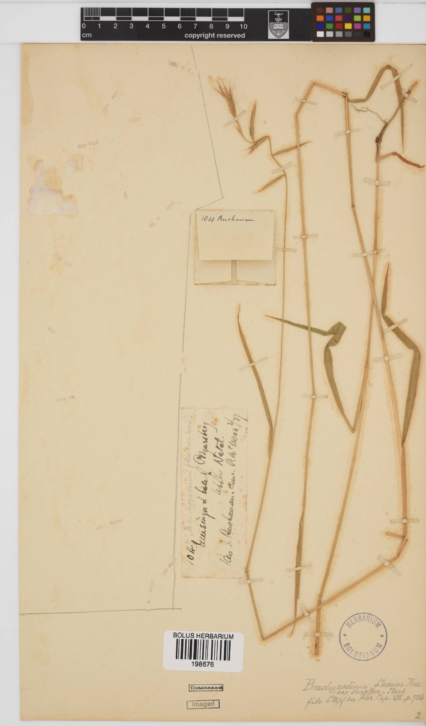 Brachypodium flexum image