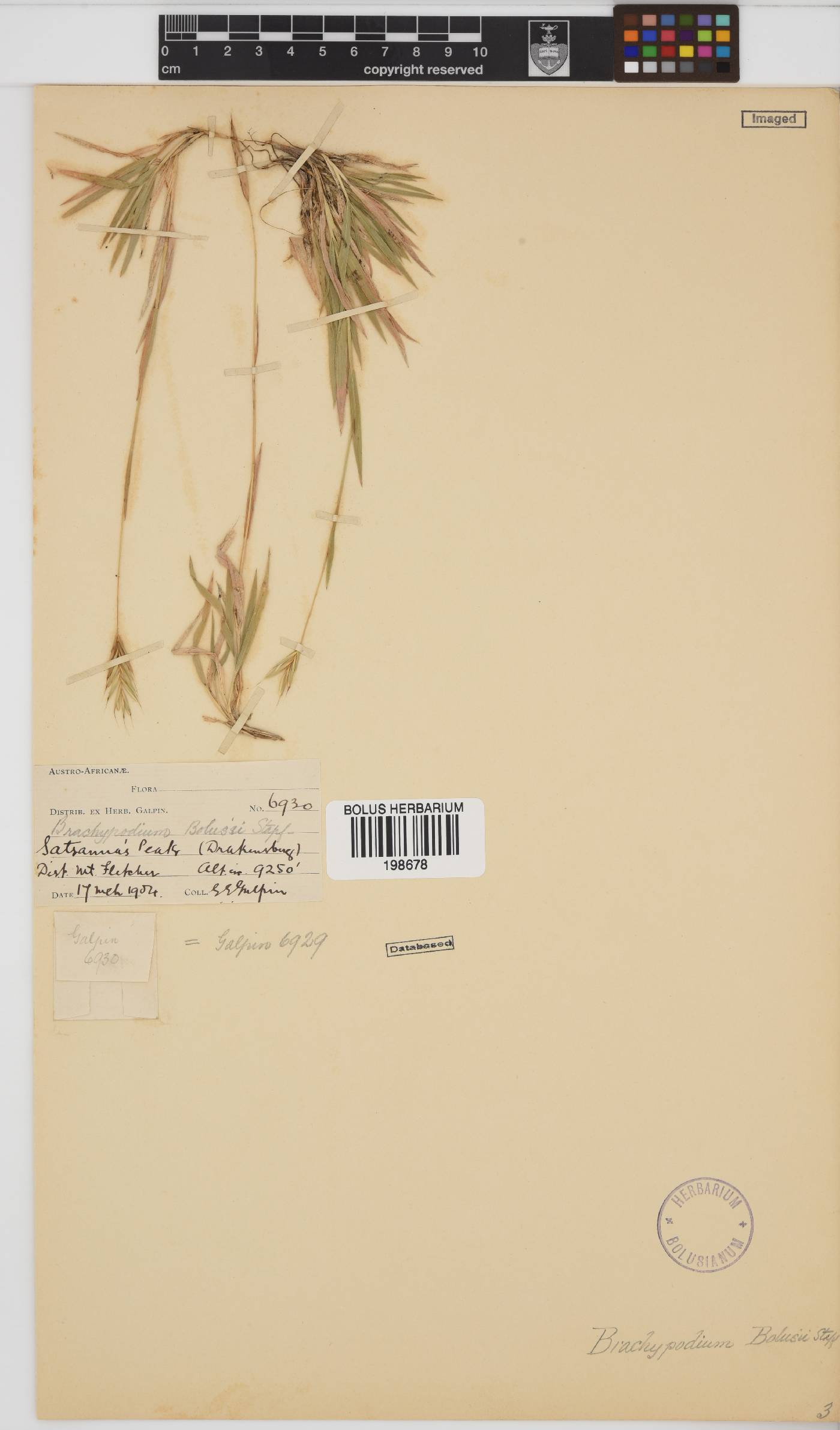 Brachypodium bolusii image