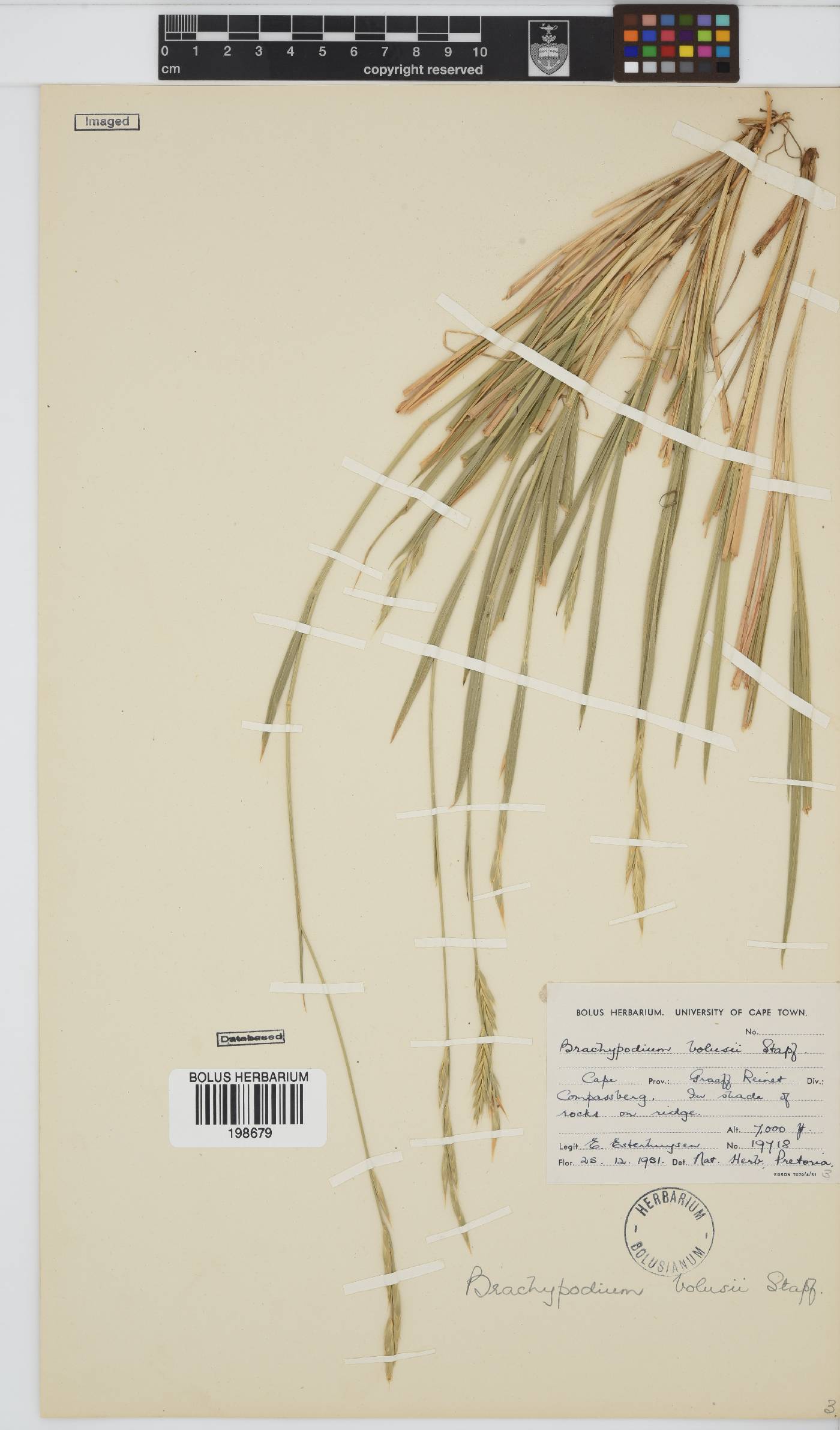 Brachypodium bolusii image