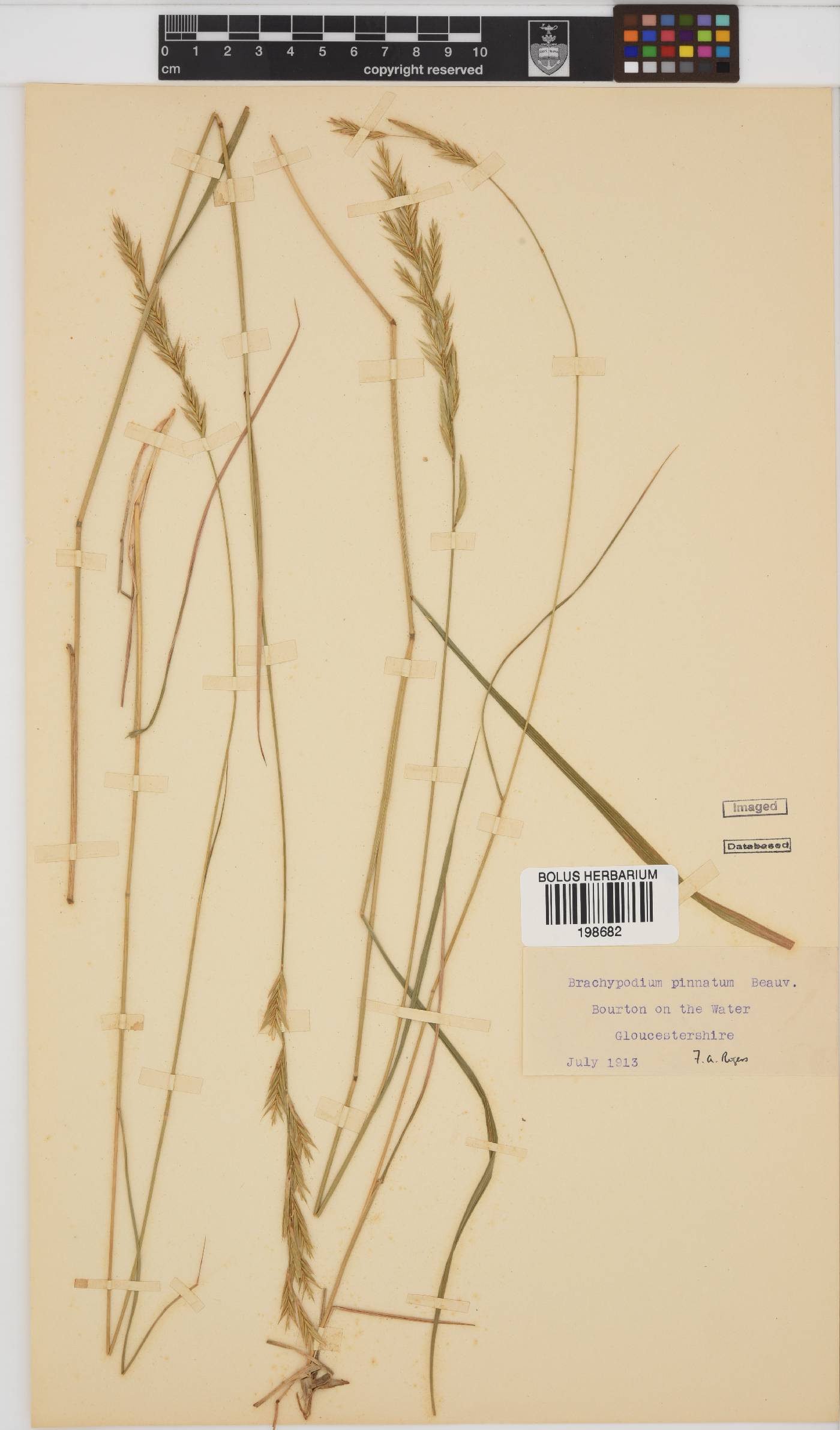 Brachypodium pinnatum image