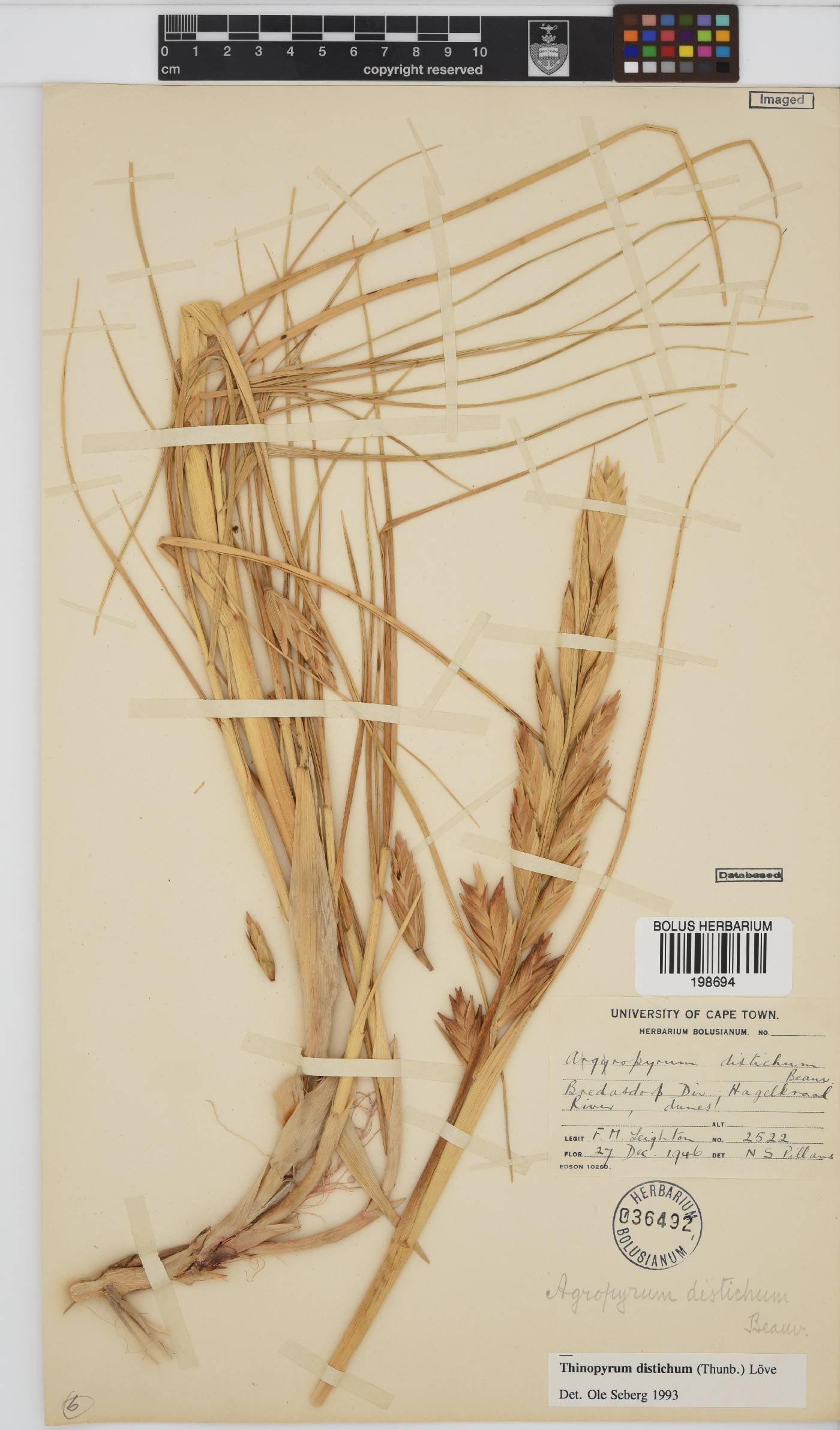 Thinopyrum image
