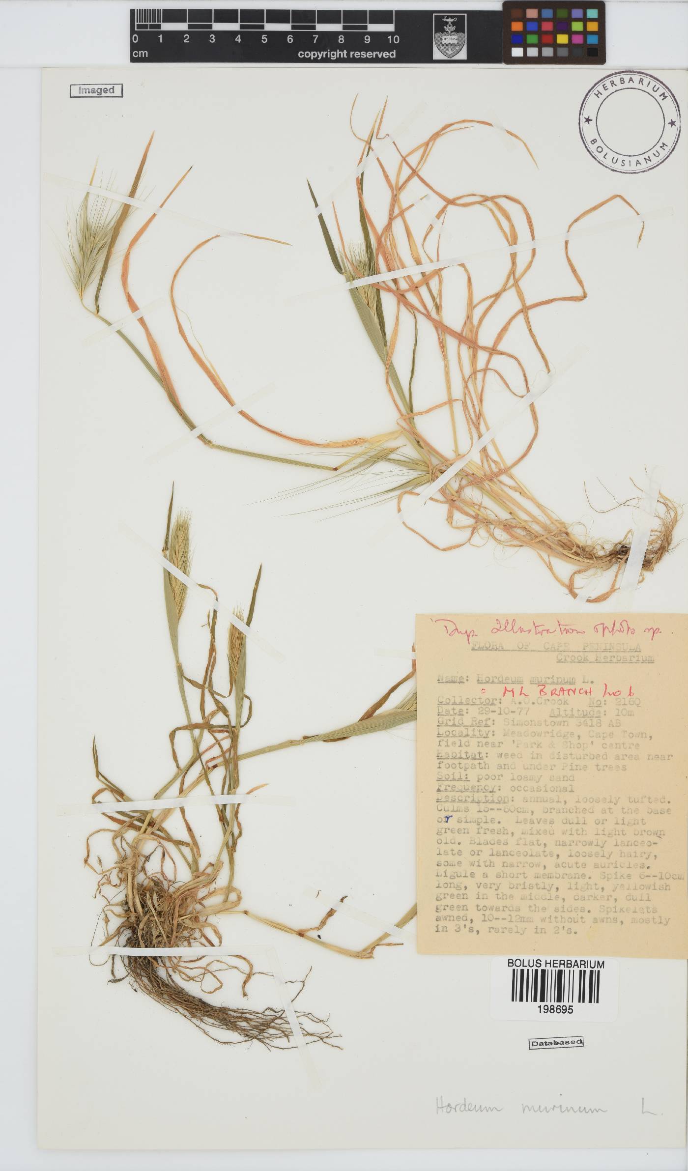 Hordeum image