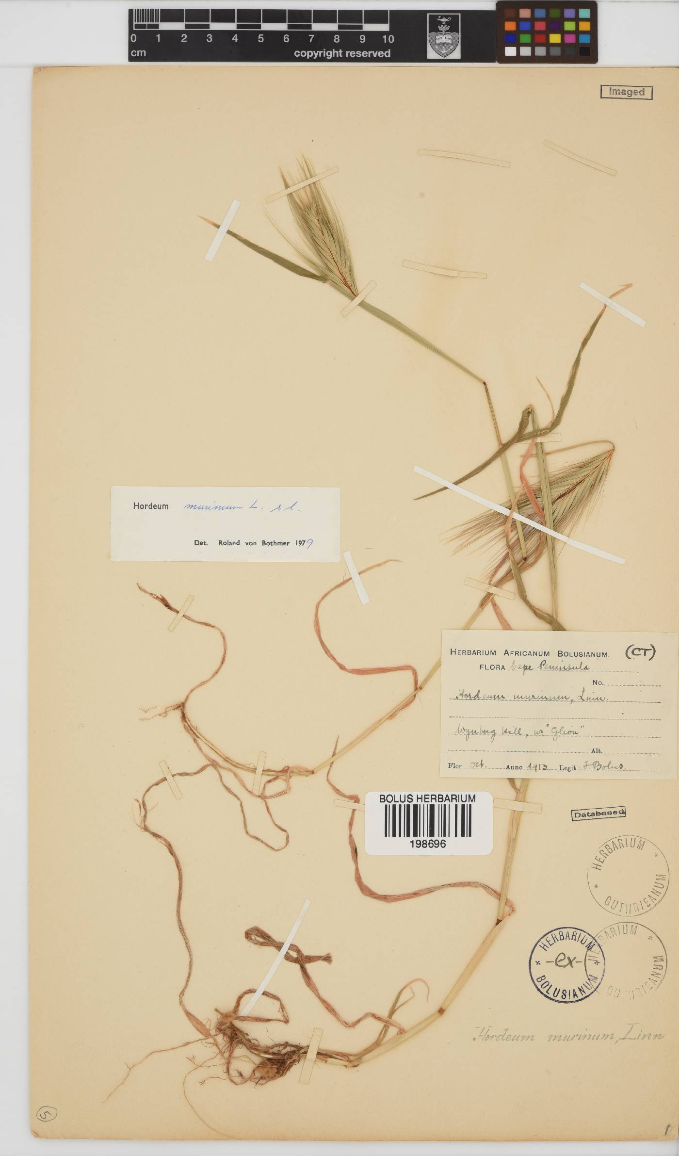 Hordeum image